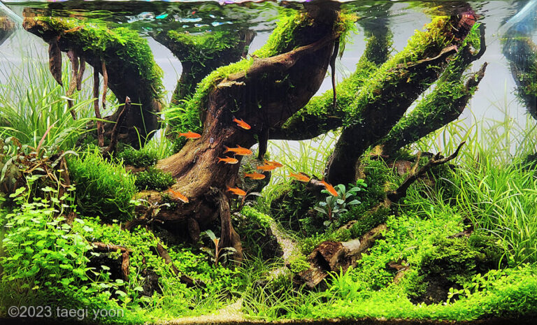 slow step