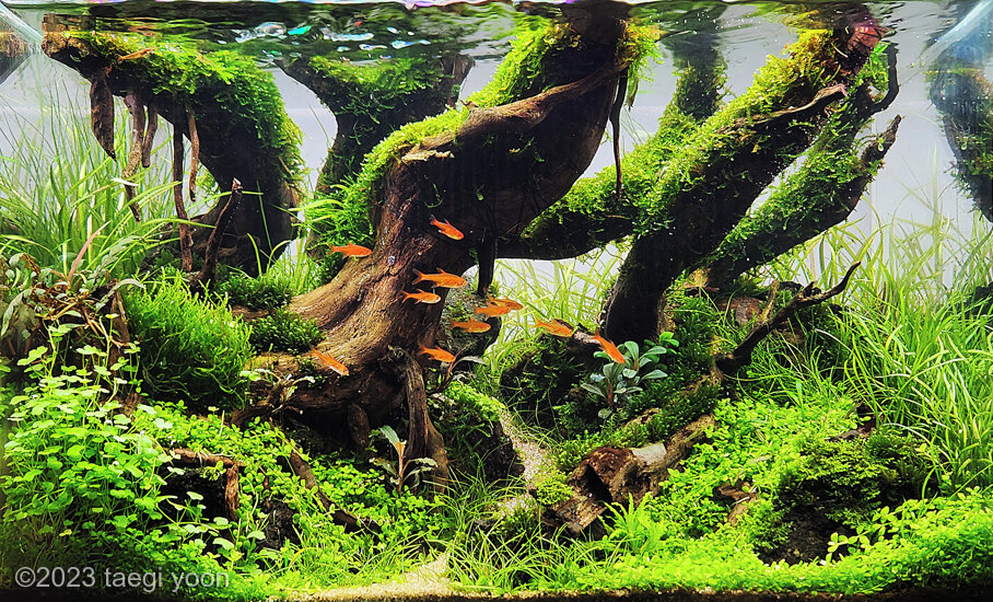 slow step - Aqua Plants Hub