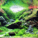 hug - Aqua Plants Hub
