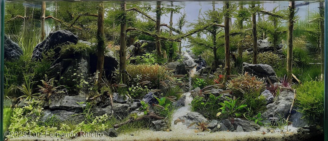 Bosque de Pinus - Aqua Plants Hub