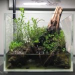 A glimpse of the riverbank - Aqua Plants Hub