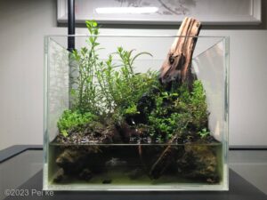A glimpse of the riverbank - Aqua Plants Hub