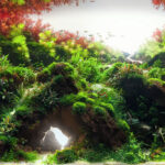 Craving - Aqua Plants Hub