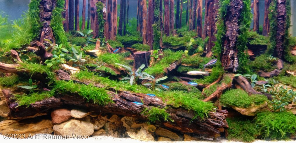 Protected Forest - Aqua Plants Hub