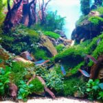Sepucung - Aqua Plants Hub