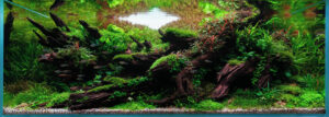 Farewell - Aqua Plants Hub