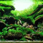 MUTERAN - Aqua Plants Hub