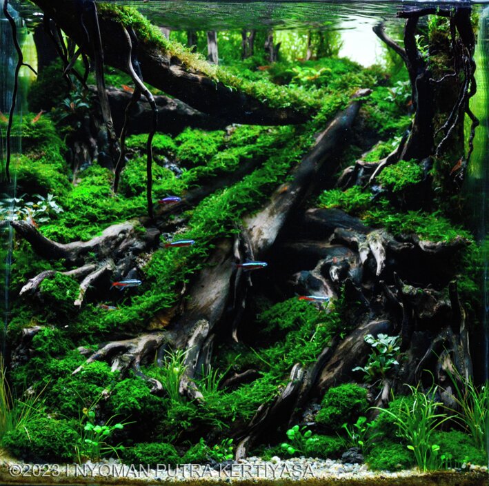 ANCUT - Aqua Plants Hub
