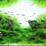 Little Rocket - Aqua Plants Hub