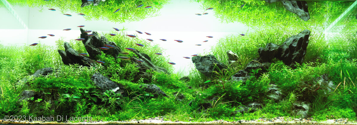 Little Rocket - Aqua Plants Hub