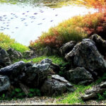 Autumn in the Mysterious Valley - Aqua Plants Hub
