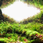 Avin - Aqua Plants Hub