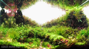 Avin - Aqua Plants Hub