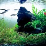 Ancient - Ancient (AGA 2023 #277) - Aqua Plants Hub