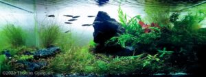Ancient - Ancient (AGA 2023 #277) - Aqua Plants Hub