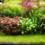 Paraíso submerso - Aqua Plants Hub