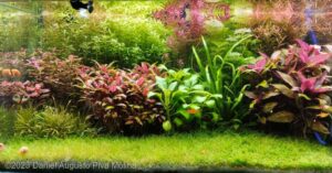 Paraíso submerso - Aqua Plants Hub