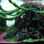 Old forest - Old forest (AGA 2023 #281) - Aqua Plants Hub