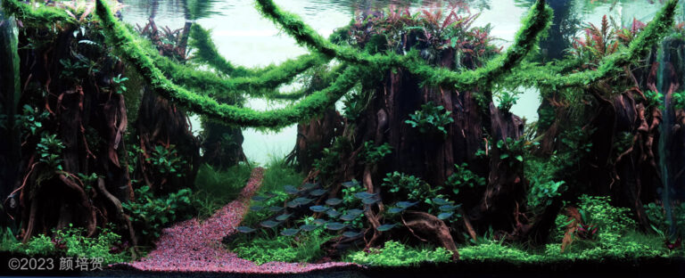 Old forest (AGA 2023 #281)