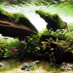 Nature Submersa - Aqua Plants Hub