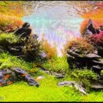 All in One - Aqua Plants Hub