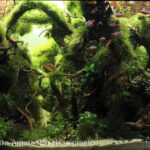 Forest canyon - Aqua Plants Hub