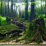 recovery - Aqua Plants Hub
