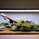 Resilience - Resilience (AGA 2023 #288) - Aqua Plants Hub
