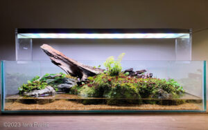Resilience - Resilience (AGA 2023 #288) - Aqua Plants Hub