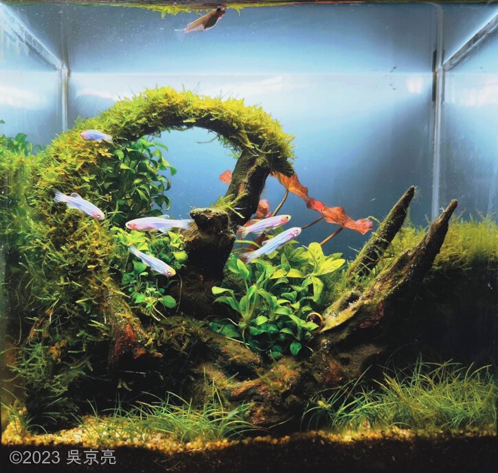 AGA 2023 Layout 289 - Aqua Plants Hub