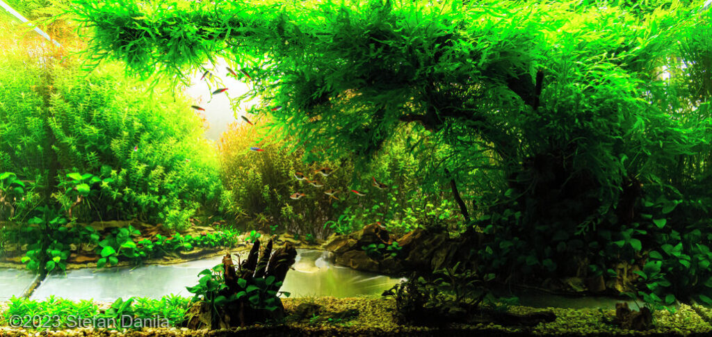 By The River - Aqua Plants Hub