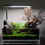 The Quiet Pond - Aqua Plants Hub