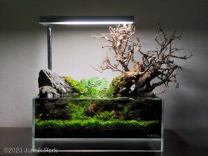 The Quiet Pond - Aqua Plants Hub