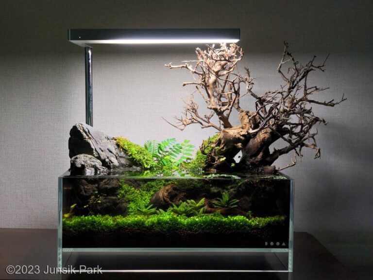 Planted nano aquarium suited for Betta — soft plants and open swimming space