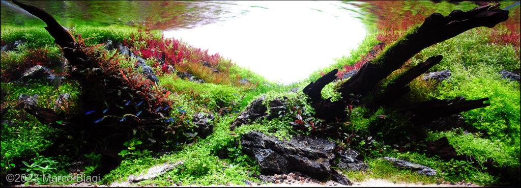 Natural Balance - Aqua Plants Hub