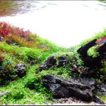 Natural Balance - Aqua Plants Hub