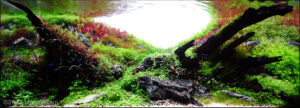 Natural Balance - Aqua Plants Hub