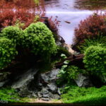 flower of abyss - Aqua Plants Hub