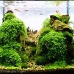 the canyon - Aqua Plants Hub