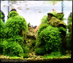 the canyon - Aqua Plants Hub