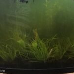 Relaxation - Aqua Plants Hub