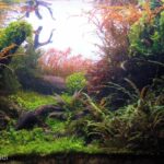 Lembah kiara - Aqua Plants Hub