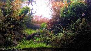 Lembah kiara - Aqua Plants Hub