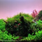 Rays of the Sunset - Aqua Plants Hub