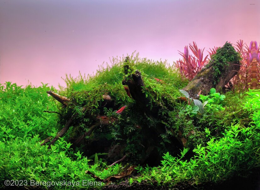 Rays of the Sunset - Aqua Plants Hub