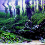 Al_Umm - Aqua Plants Hub