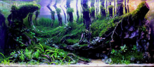 Al_Umm - Aqua Plants Hub