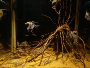 Gốc rễ - Roots (Gốc rễ) - Aqua Plants Hub