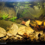 Small blackwater brook in Danau Sentarum National Park, West Kalimantan, Indonesia - Aqua Plants Hub