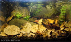 Small blackwater brook in Danau Sentarum National Park, West Kalimantan, Indonesia - Aqua Plants Hub